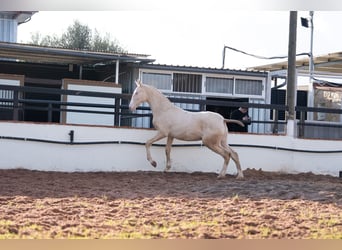 PRE Mix, Ogier, 1 Rok, 170 cm, Perlino