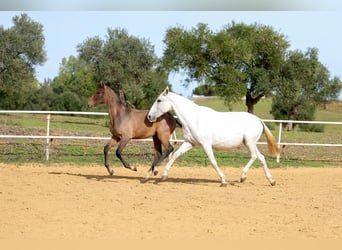 PRE, Ogier, 1 Rok, 170 cm, Siwa
