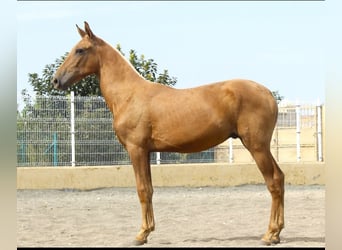 PRE Mix, Ogier, 1 Rok, 172 cm, Izabelowata