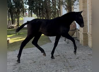 PRE Mix, Ogier, 1 Rok, 179 cm, Siwa