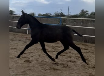 PRE Mix, Ogier, 1 Rok, 179 cm, Siwa