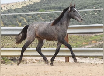 PRE, Ogier, 2 lat, 154 cm, Siwa