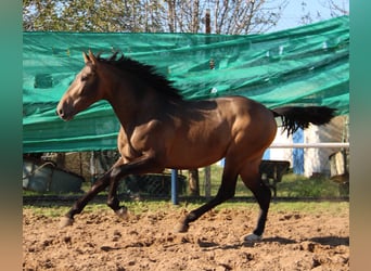 PRE Mix, Ogier, 2 lat, 155 cm, Jelenia