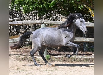 PRE Mix, Ogier, 2 lat, 155 cm, Siwa