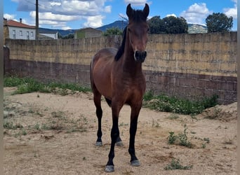 PRE, Ogier, 2 lat, 157 cm, Gniada