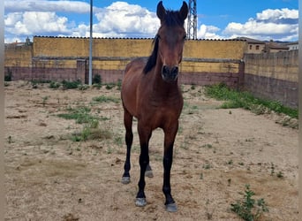 PRE, Ogier, 2 lat, 157 cm, Gniada
