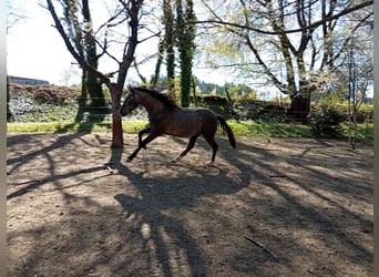 PRE, Ogier, 2 lat, 158 cm, Siwa