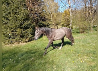 PRE, Ogier, 2 lat, 158 cm, Siwa