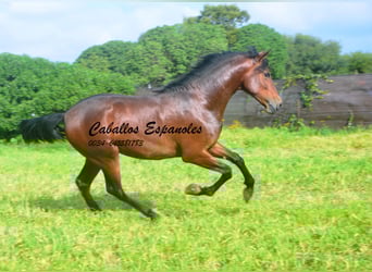 PRE Mix, Ogier, 2 lat, 159 cm, Gniada