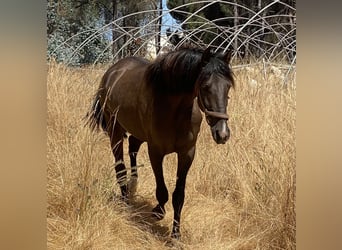 PRE, Ogier, 2 lat, 160 cm