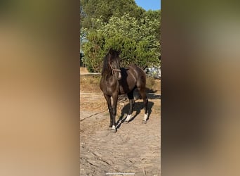 PRE, Ogier, 2 lat, 160 cm