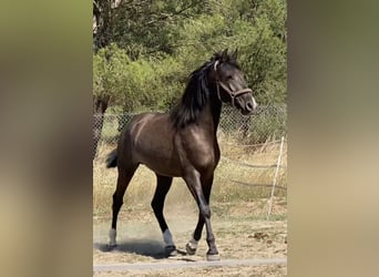 PRE, Ogier, 2 lat, 160 cm