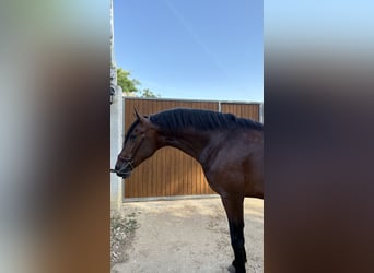 PRE Mix, Ogier, 2 lat, 160 cm, Gniada