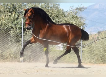 PRE, Ogier, 2 lat, 160 cm, Gniada