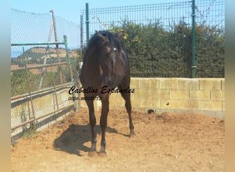 PRE Mix, Ogier, 2 lat, 160 cm, Kara
