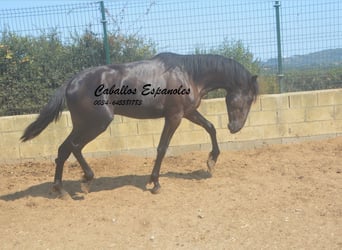 PRE Mix, Ogier, 2 lat, 160 cm, Kara