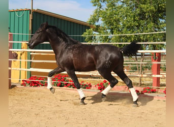 PRE, Ogier, 2 lat, 161 cm