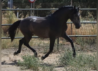 PRE, Ogier, 2 lat, 161 cm, Siwa jabłkowita