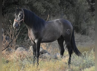 PRE, Ogier, 2 lat, 161 cm, Siwa jabłkowita