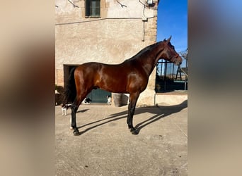 PRE Mix, Ogier, 2 lat, 162 cm, Gniada