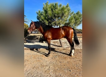 PRE Mix, Ogier, 2 lat, 162 cm, Gniada
