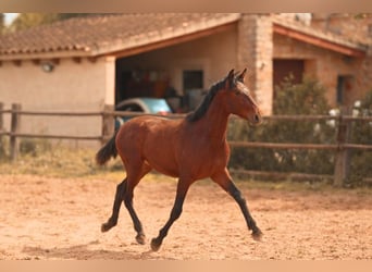 PRE, Ogier, 2 lat, 162 cm, Gniada