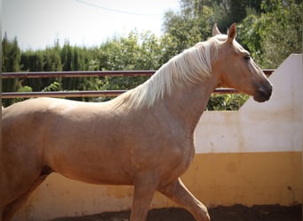 PRE Mix, Ogier, 2 lat, 162 cm, Izabelowata