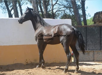 PRE Mix, Ogier, 2 lat, 162 cm, Kara