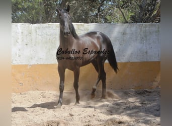 PRE Mix, Ogier, 2 lat, 162 cm, Kara