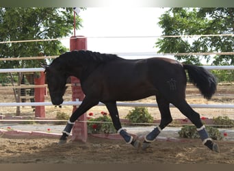 PRE, Ogier, 2 lat, 162 cm