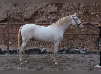 PRE Mix, Ogier, 2 lat, 162 cm, Perlino