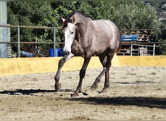 PRE Mix, Ogier, 2 lat, 162 cm, Siwa