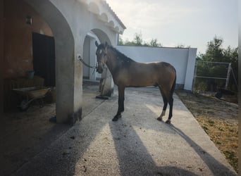 PRE, Ogier, 2 lat, 163 cm, Bułana