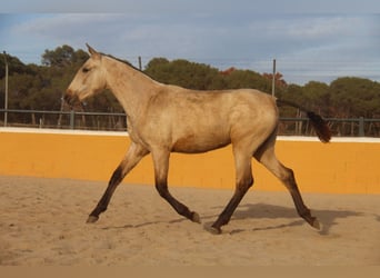 PRE Mix, Ogier, 2 lat, 163 cm, Bułana