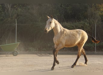 PRE Mix, Ogier, 2 lat, 163 cm, Bułana