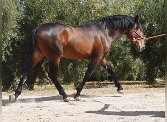 PRE Mix, Ogier, 2 lat, 163 cm
