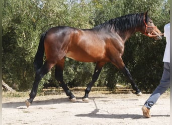PRE Mix, Ogier, 2 lat, 163 cm