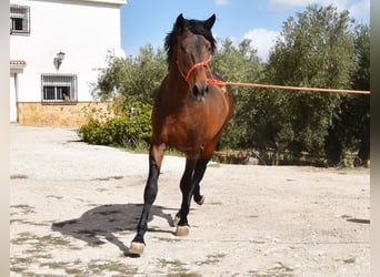 PRE Mix, Ogier, 2 lat, 163 cm