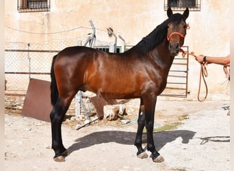 PRE Mix, Ogier, 2 lat, 163 cm