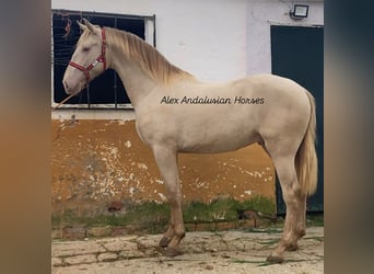 PRE Mix, Ogier, 2 lat, 163 cm, Perlino