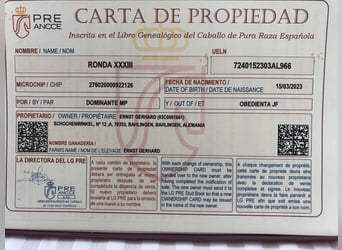 PRE Mix, Ogier, 2 lat, 164 cm, Gniada