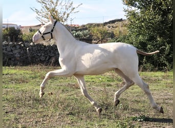 PRE Mix, Ogier, 2 lat, 164 cm, Perlino