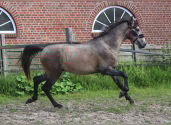 PRE Mix, Ogier, 2 lat, 164 cm, Siwa