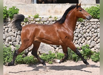 PRE Mix, Ogier, 2 lat, 165 cm, Gniada