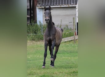 PRE, Ogier, 2 lat, 165 cm, Siwa