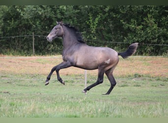 PRE, Ogier, 2 lat, 165 cm, Siwa
