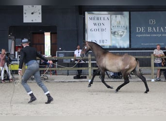 PRE, Ogier, 2 lat, 165 cm, Siwa