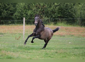 PRE, Ogier, 2 lat, 165 cm, Siwa