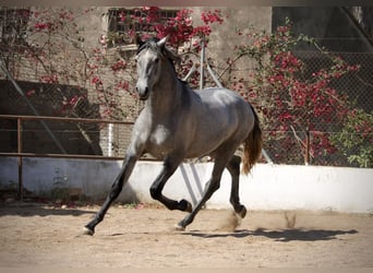 PRE Mix, Ogier, 2 lat, 165 cm, Siwa