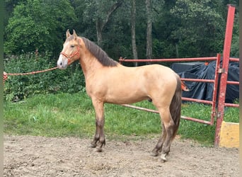 PRE, Ogier, 2 lat, 165 cm, Szampańska